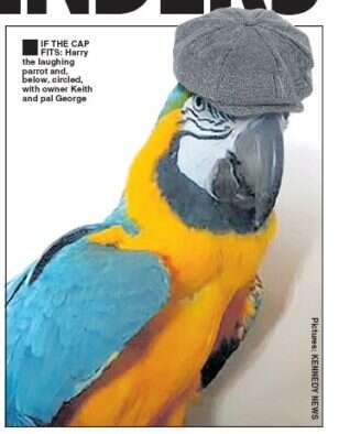 |Daily Star parrot