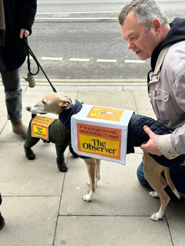 Dogs on the picket line on Wednesday 4 December 2024. Dog has banner on its back saying 'I'm a sighthound. Obviously, I read The Observer.' Second dog's banner says: 'Democracy dies behind paywalls.' Picture: Press Gazette