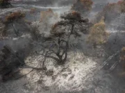Burnt out tree in barren grassland: The aftermath from the wildfire at Dunwich Heath in Suffolk